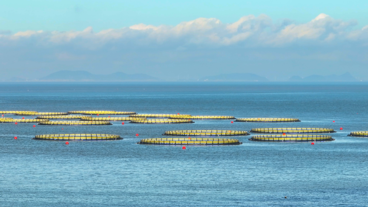 Super Project | Striving for Strength from the Sea, Jointly Building Dachen Island's "Blue Granary"