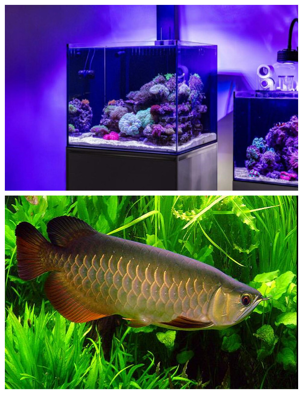 aquarium system